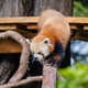 Illustration for article titled Exclusive Photos of the San Francisco Zoo's New Red Panda